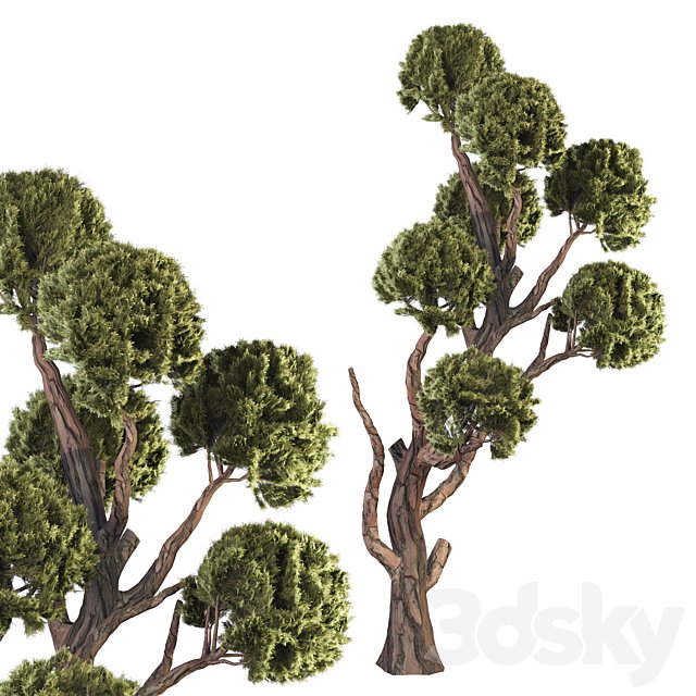 Topiary Ball Tree