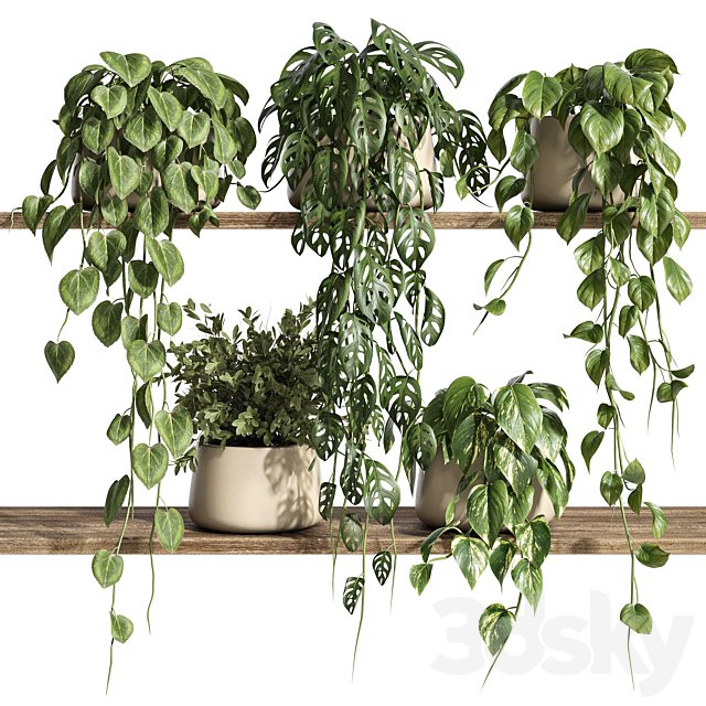 Plants on Shelf 26