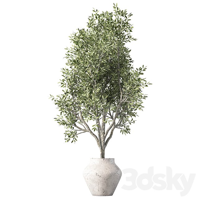 Olive Tree Plant Indoor Set.230