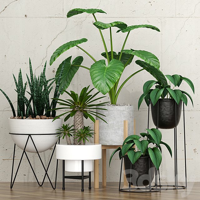 Potted plants 09