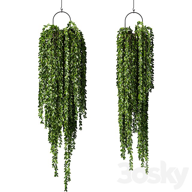 Hanging Plant Indoor Set.241