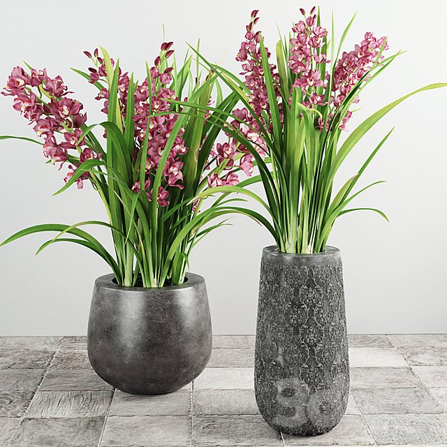 Cymbidium Orchid