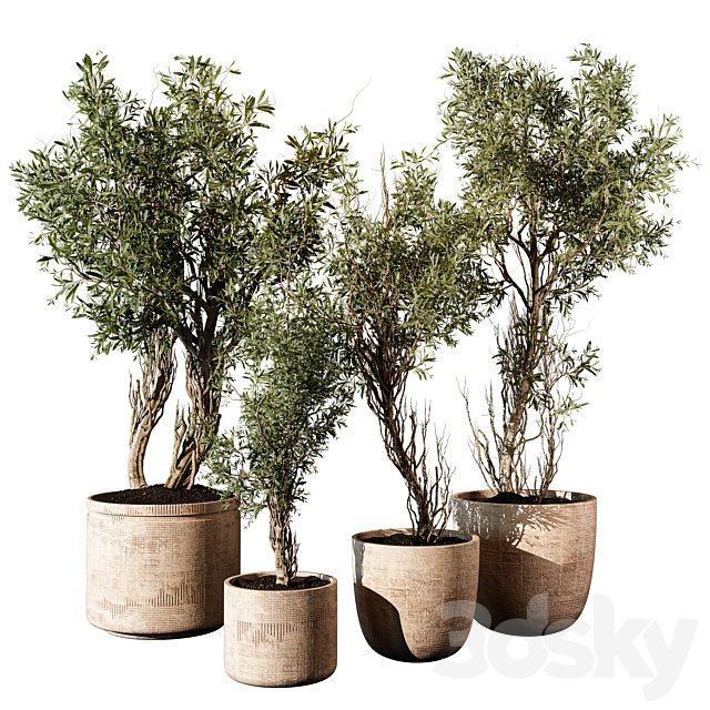 Outdoor Plant 207