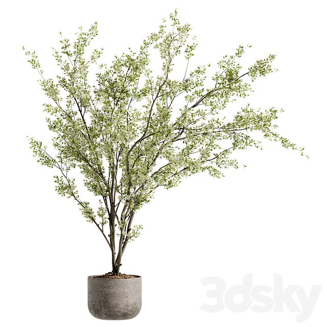 Indoor Bonsai Plants 91