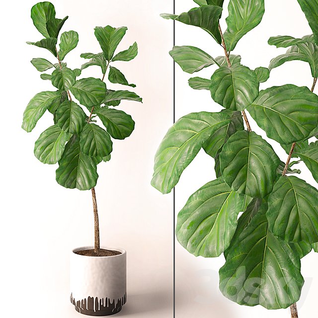Ficus lyrata