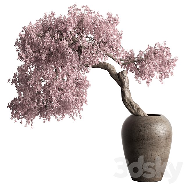 Indoor Plant 217 - Bonsai Plant