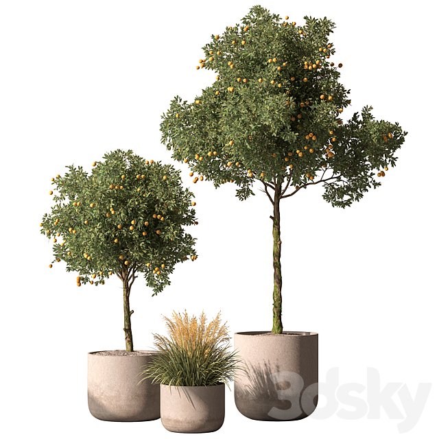 Outdoor Plant 698 - Lemon Tree