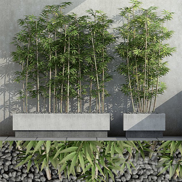 Bamboo 3
