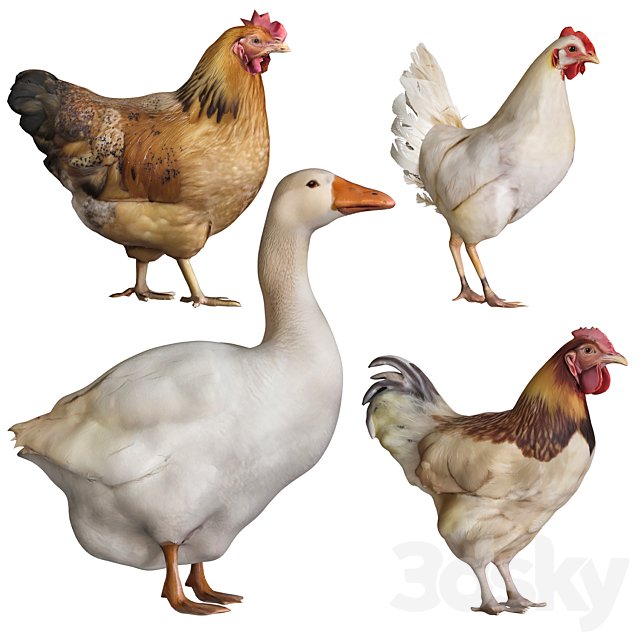 Rooster goose chicken