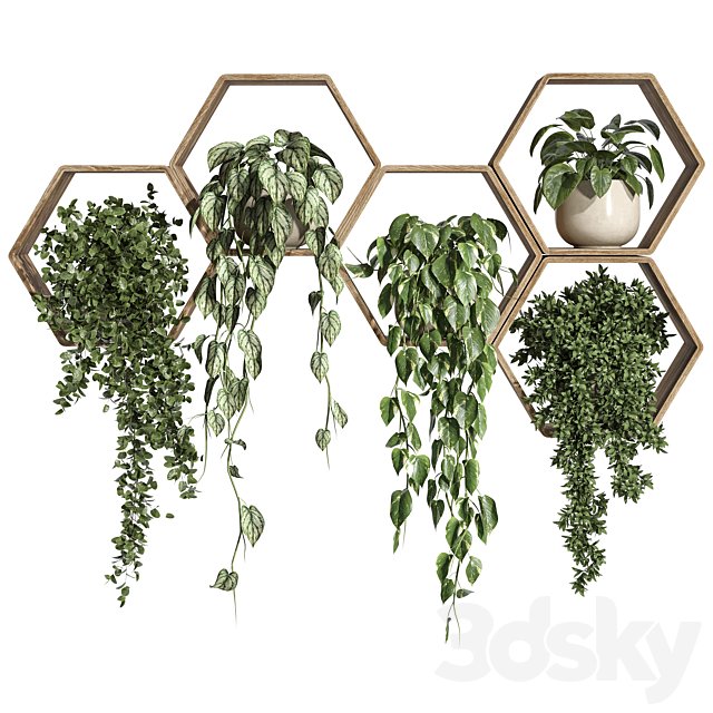 Plants on Shelf 31