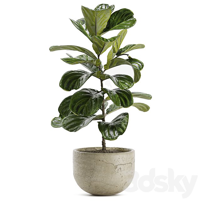 Indoor Plant Set 168 - Fiddle Leaf Fig