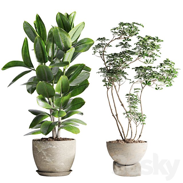 Schefflera and Ficus Plants in Pot