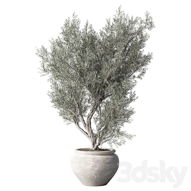Outdoor Olive Tree Set.184
