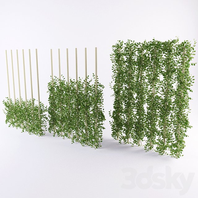 Ivy plant