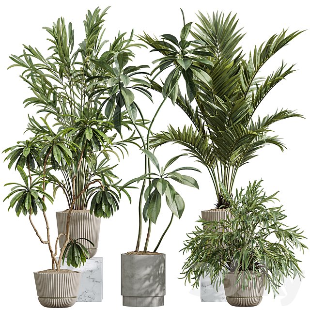 AV Indoor Plants Set 396 Dypsis Lutescens and Ficus Cyathistipula and Cyara Areca Palm