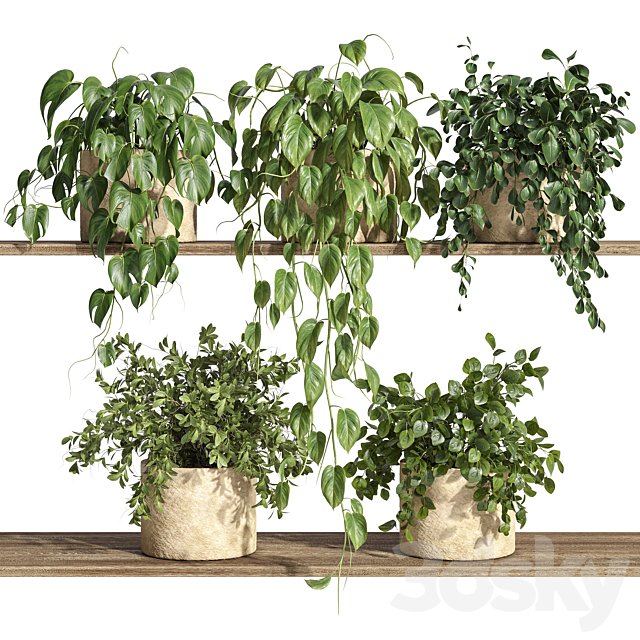 Plants on Shelf 32