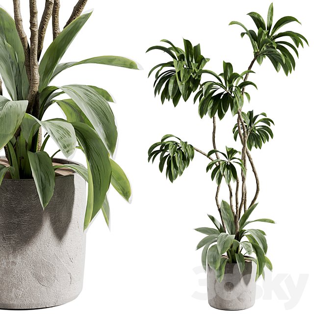 indoor plant 613