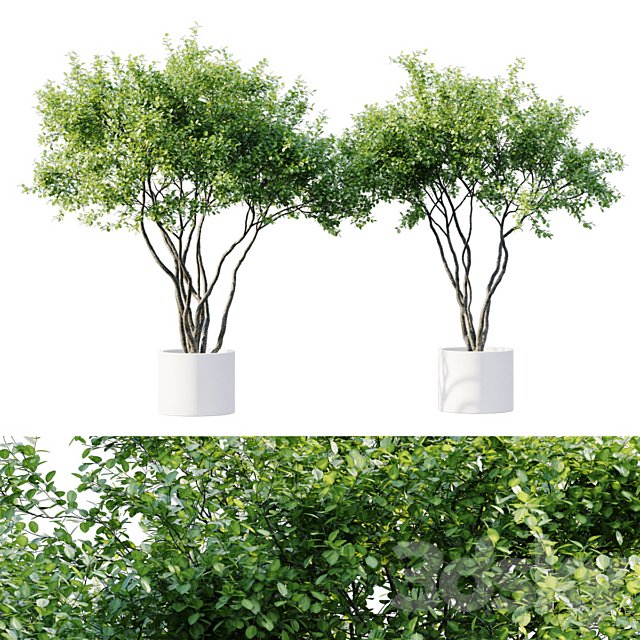 indoor plants