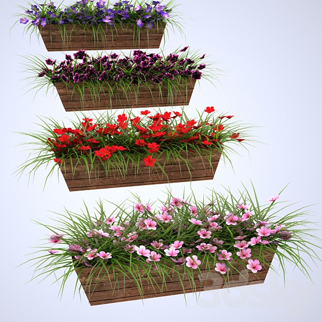 Flowers in boxes mounted