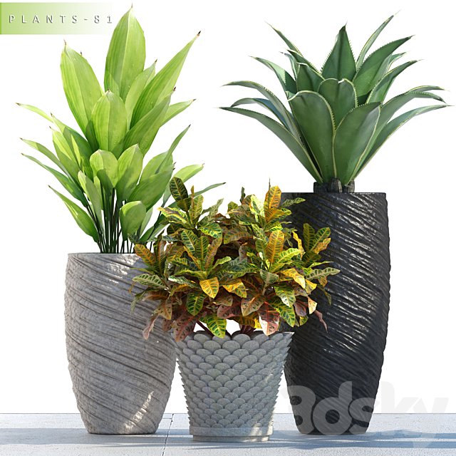 PLANTS 81
