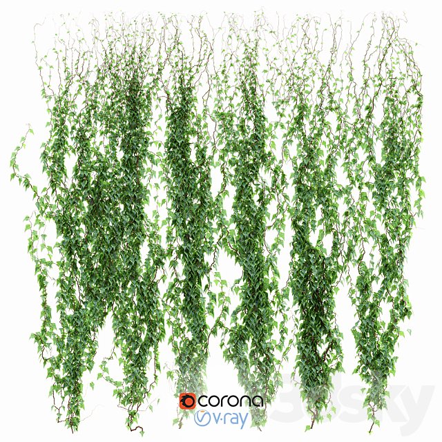 Ivy Wall