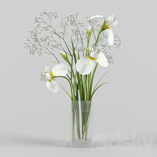Irises and gypsophila