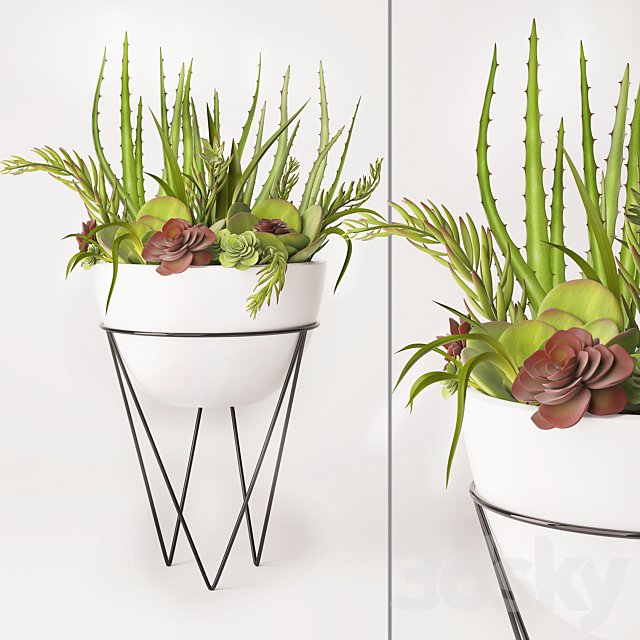 Succulent arrangement