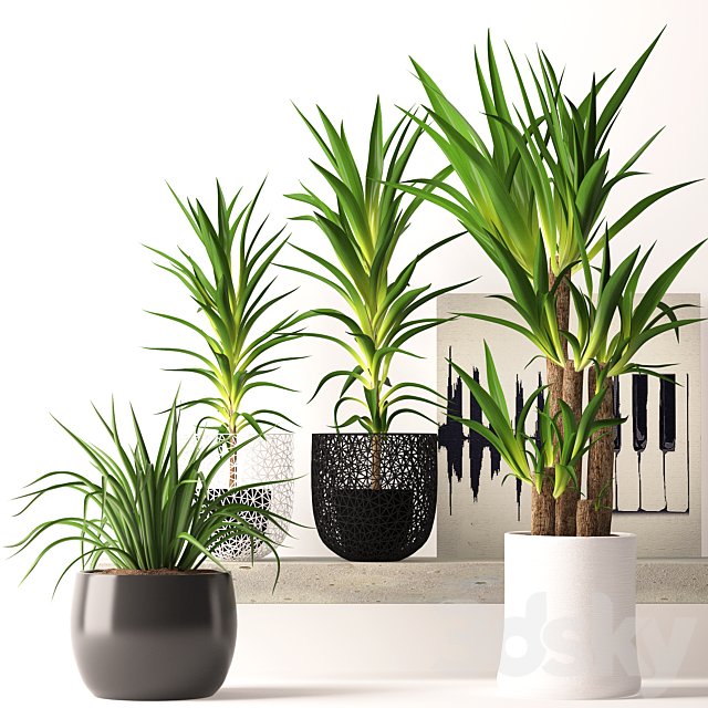 Houseplant set
