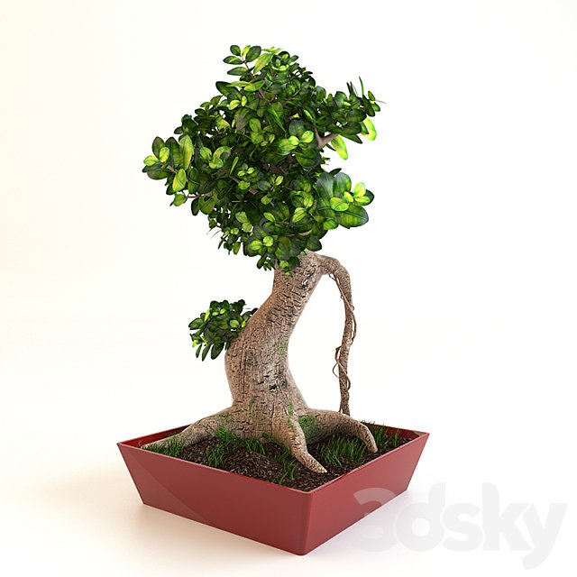Bonsai Tree