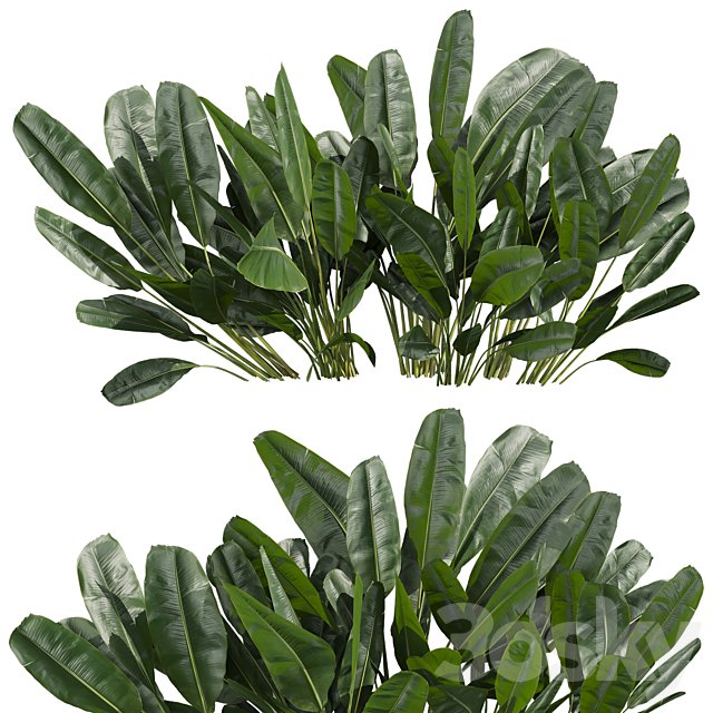 plant vol 1043 - banana - outdoor - leaf - tropical
