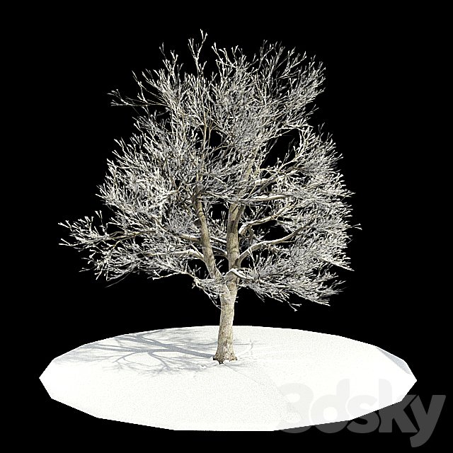 tree-snow / tree in snow