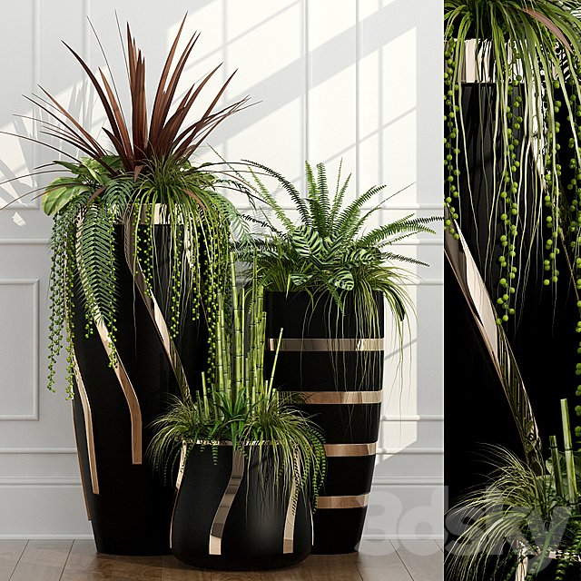 Room plants 15