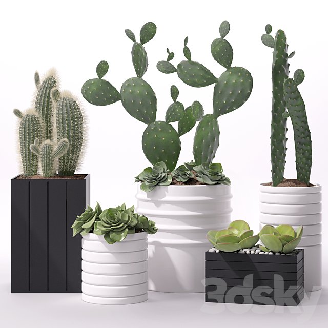 Contemporary houseplants 2