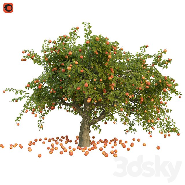 Apple tree