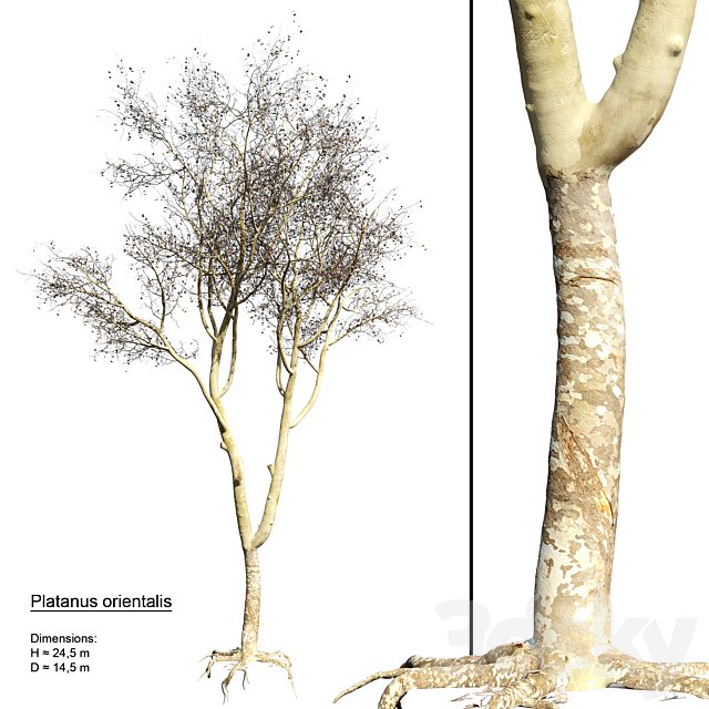 Platanus orientalis