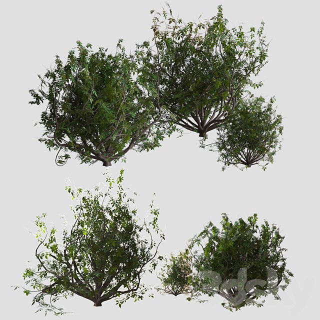 Shrubs