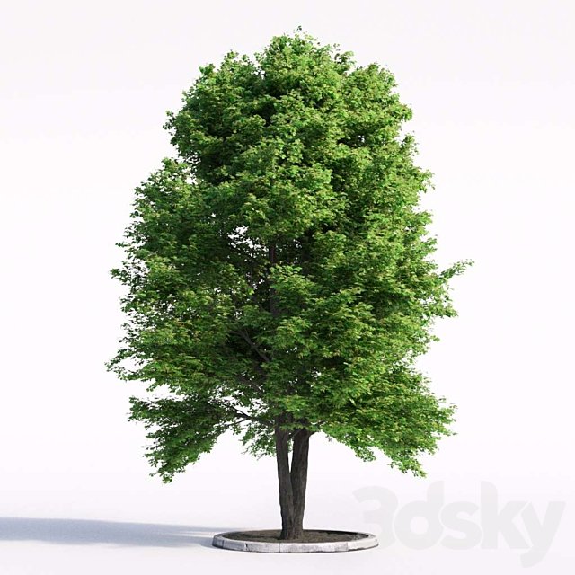 Linden tree