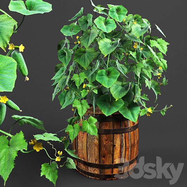 bush cucumber