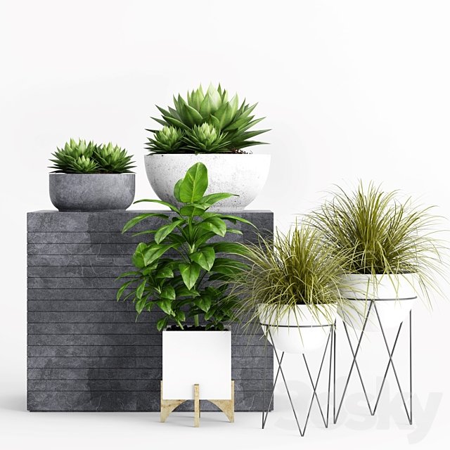 Plants and Planters 1