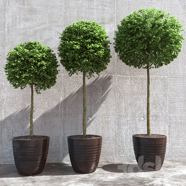 Three trees in pots