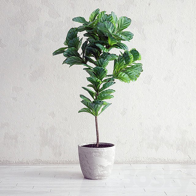 Ficus Lyrata - Interior Plant