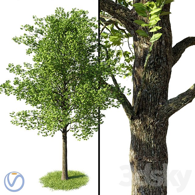 Beech Tree