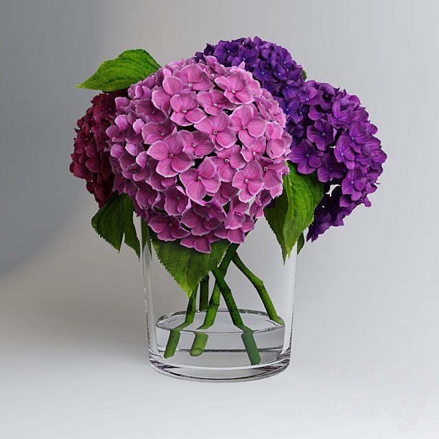 Hydrangea