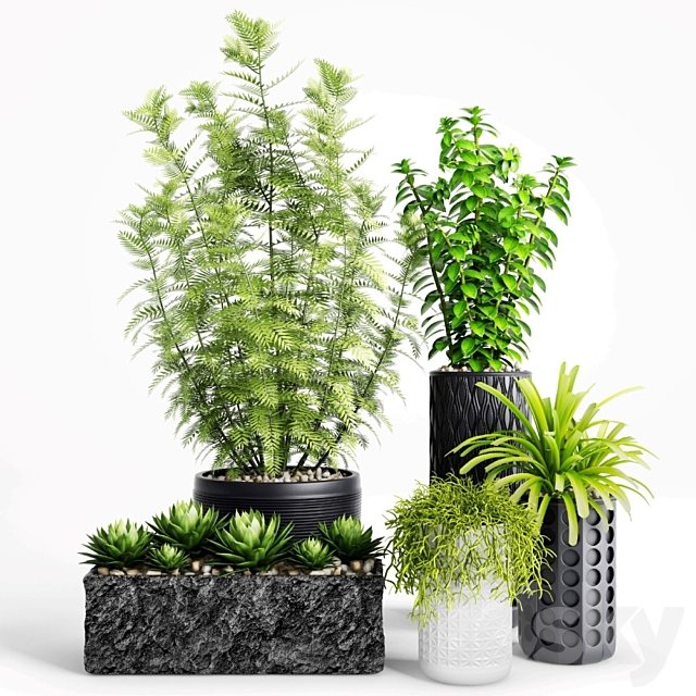 Plants and Planters 5