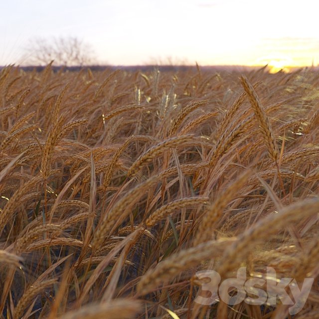 Wheat