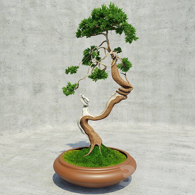 Bonsai