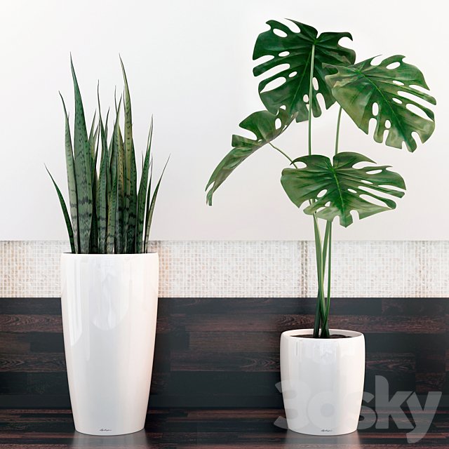 sansevieria, monstera