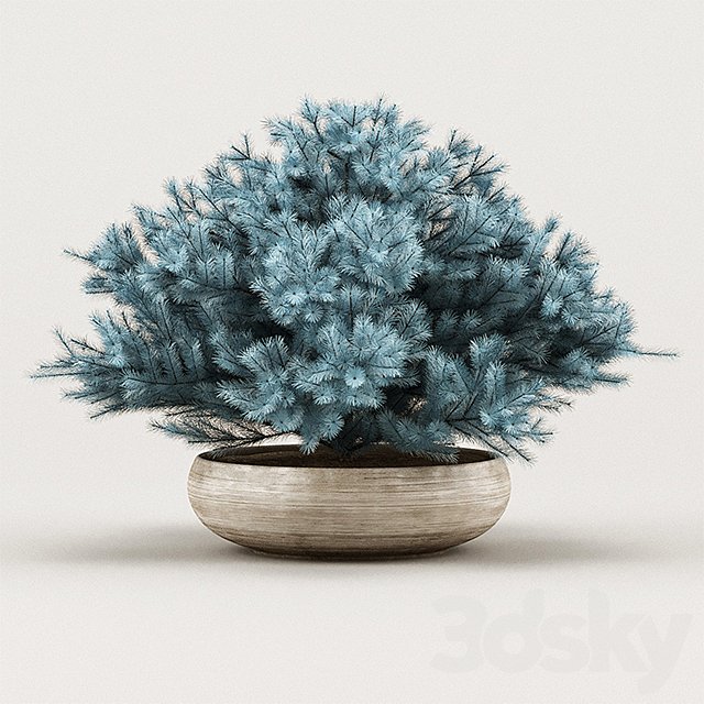Cheap Juniper Blue