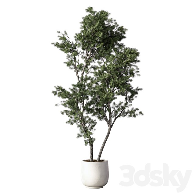 Pine Indoor Plant Set.300