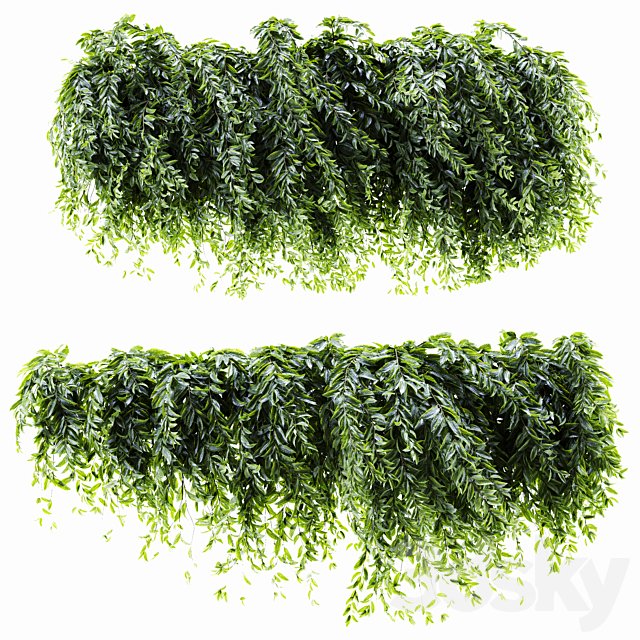Ivy Plant Set 04